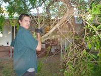 Kevin hauling branches